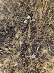 Blepharipappus scaber