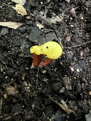 Hygrocybe cantharellus