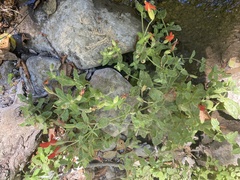 Erythranthe cardinalis