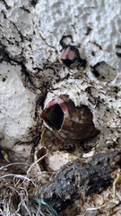 Megabalanus