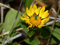 Agapostemon texanus