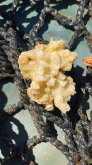 Pocillopora