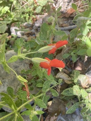 Erythranthe cardinalis