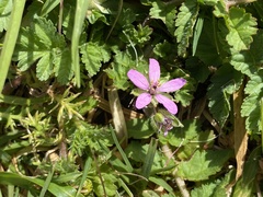 Erodium