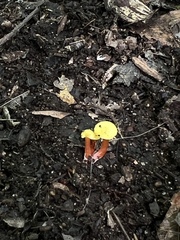 Hygrocybe cantharellus