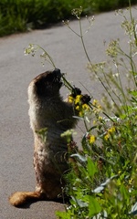 Marmota caligata