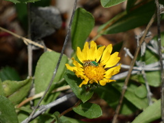 Agapostemon texanus
