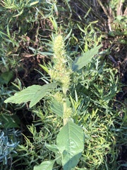 Amaranthus retroflexus