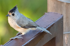 Baeolophus atricristatus