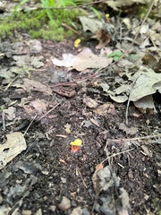 Hygrocybe cantharellus