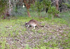 Macropus fuliginosus