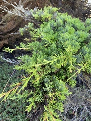 Cupressus