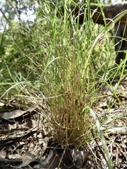 Rytidosperma tenuius