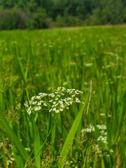 Tiedemannia canbyi