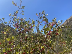 Rhamnus ilicifolia