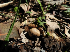 Geastrum triplex