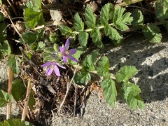 Erodium
