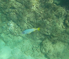 Lutjanus kasmira