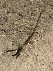 Trichostema lanceolatum