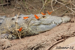 Dryas iulia moderata