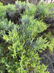 Cupressus