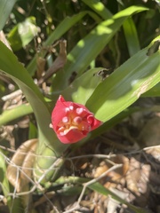 Billbergia pyramidalis
