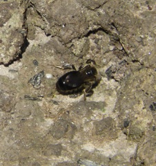 Colletidae