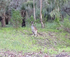 Macropus fuliginosus