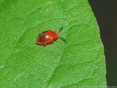 Stenotarsus blatchleyi