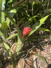 Billbergia pyramidalis