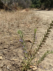Trichostema lanceolatum