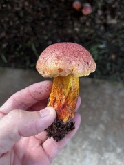 Exsudoporus floridanus