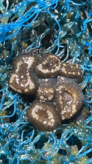 Anthopleura