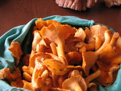 Cantharellus formosus