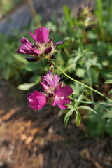 Sidalcea ranunculacea