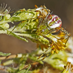 Peucetia viridans