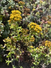 Eriophyllum