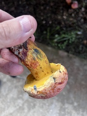 Exsudoporus floridanus