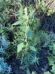 Amaranthus retroflexus