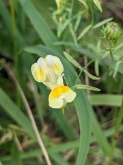 Linaria vulgaris