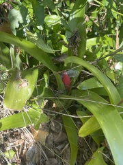 Billbergia pyramidalis