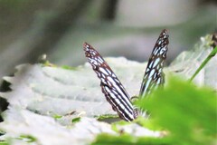 Pseudoneptis bugandensis