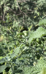 Pseudovates arizonae