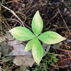 Medeola virginiana