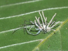 Gibellula