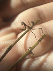 Pseudovates arizonae