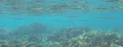 Platybelone argalus