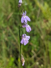 Lobelia canbyi