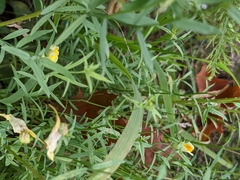 Linaria vulgaris