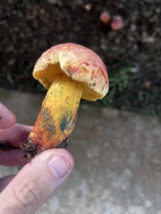 Exsudoporus floridanus